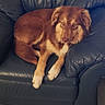 Ukkarian a rejoint le concours — aidez-le/la à gagner de superbes lots ! dog, brown_dog, leather_chair, armchair, indoor, pet, relaxed, fur, floor, rug, wall, curious, animal, domestic_animal, canine, seated, comfortable, furniture, house, cozy