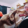 dog, man, indoor, shelf, toy, blur, smile, glasses, wall, furniture, brown_dog, happy, pet, playing, person, casual, home, background, sitting, decor