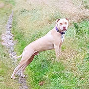 Tao participe au concours pour gagner de l'argent avec cette photo : animal, canine, dog, field, grass, grassland, greatdane, green, grove, hound, land, nature, outdoors, path, pet, plant, pointer, tree, vegetation, woodland