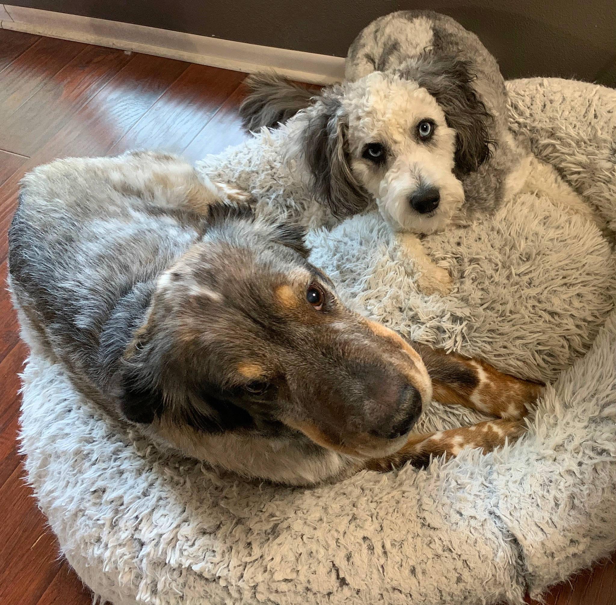 Diesel And Bentley is registered to the contest to win money with this photo: canidae, carnivore, companion_dog, dog, dog_bed, dog_breed, dog_supply, fawn, fur, hardwood, paw, poodle, puppy, puppy_love, snout, sporting_group, toy_dog, whiskers, wood, working_animal