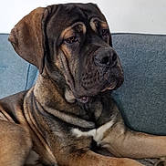 Hugo is registered to the contest to win money with this photo: dog, animal, pet, brown_fur, black_fur, large_dog, indoor, couch, blanket, resting, relaxed, canine, fur_texture, portrait, close_up, companion, domestic_animal, snout, ears, paws