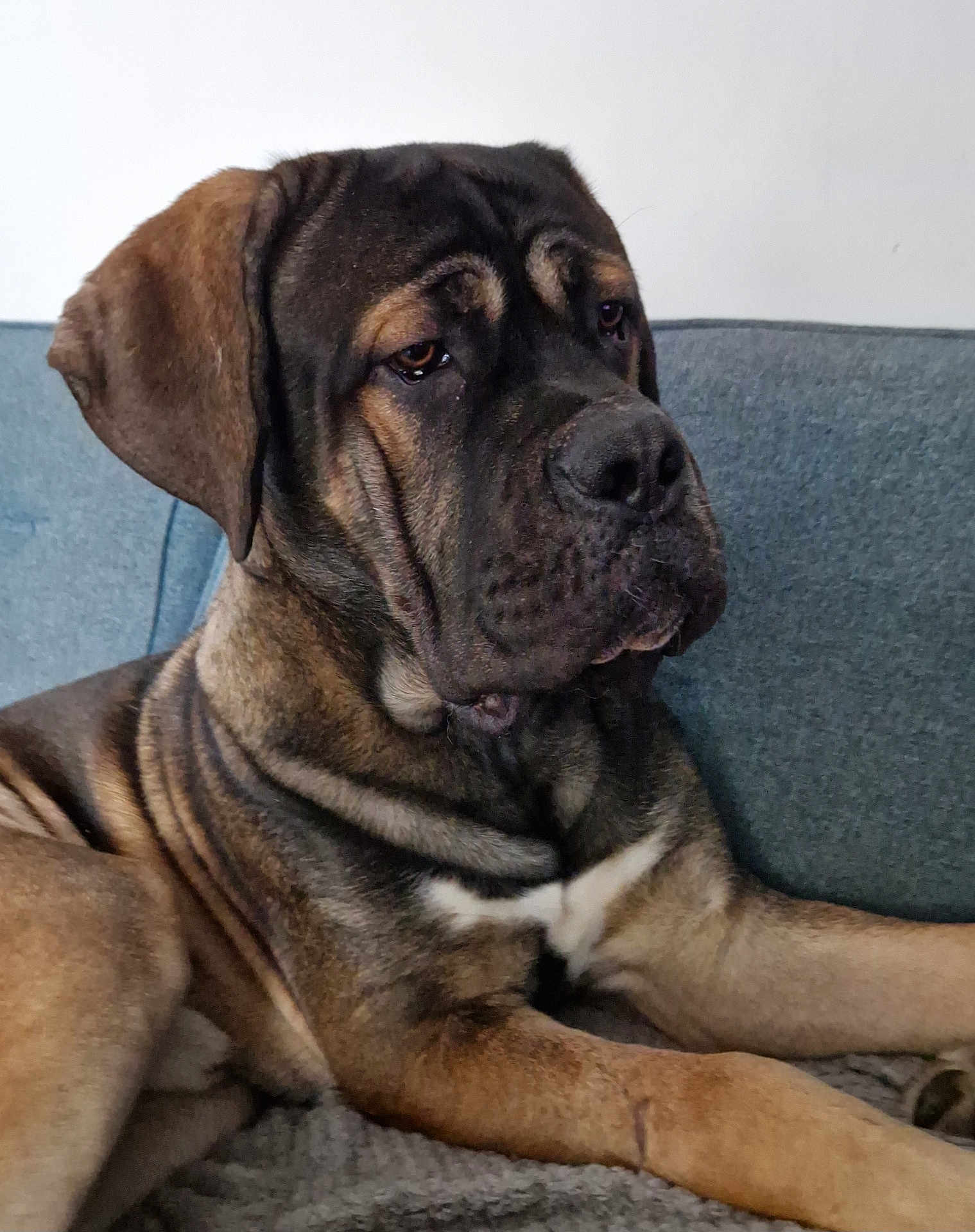 Hugo is registered to the contest to win money with this photo: dog, animal, pet, brown_fur, black_fur, large_dog, indoor, couch, blanket, resting, relaxed, canine, fur_texture, portrait, close_up, companion, domestic_animal, snout, ears, paws
