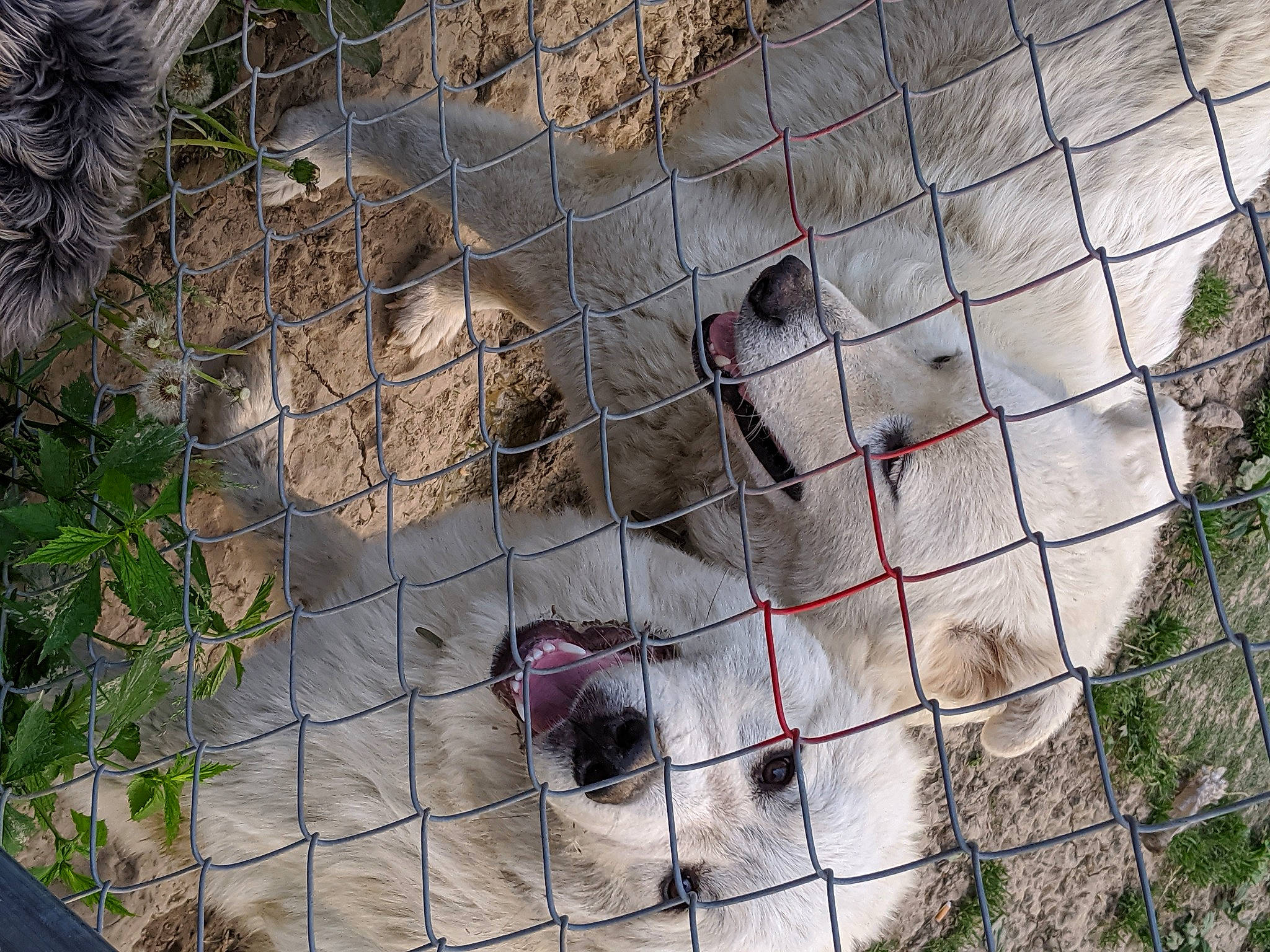 Ryder And Missi joined the competition — help win amazing prizes! animal_shelter, canidae, carnivore, dog_breed, livestock_guardian_dog