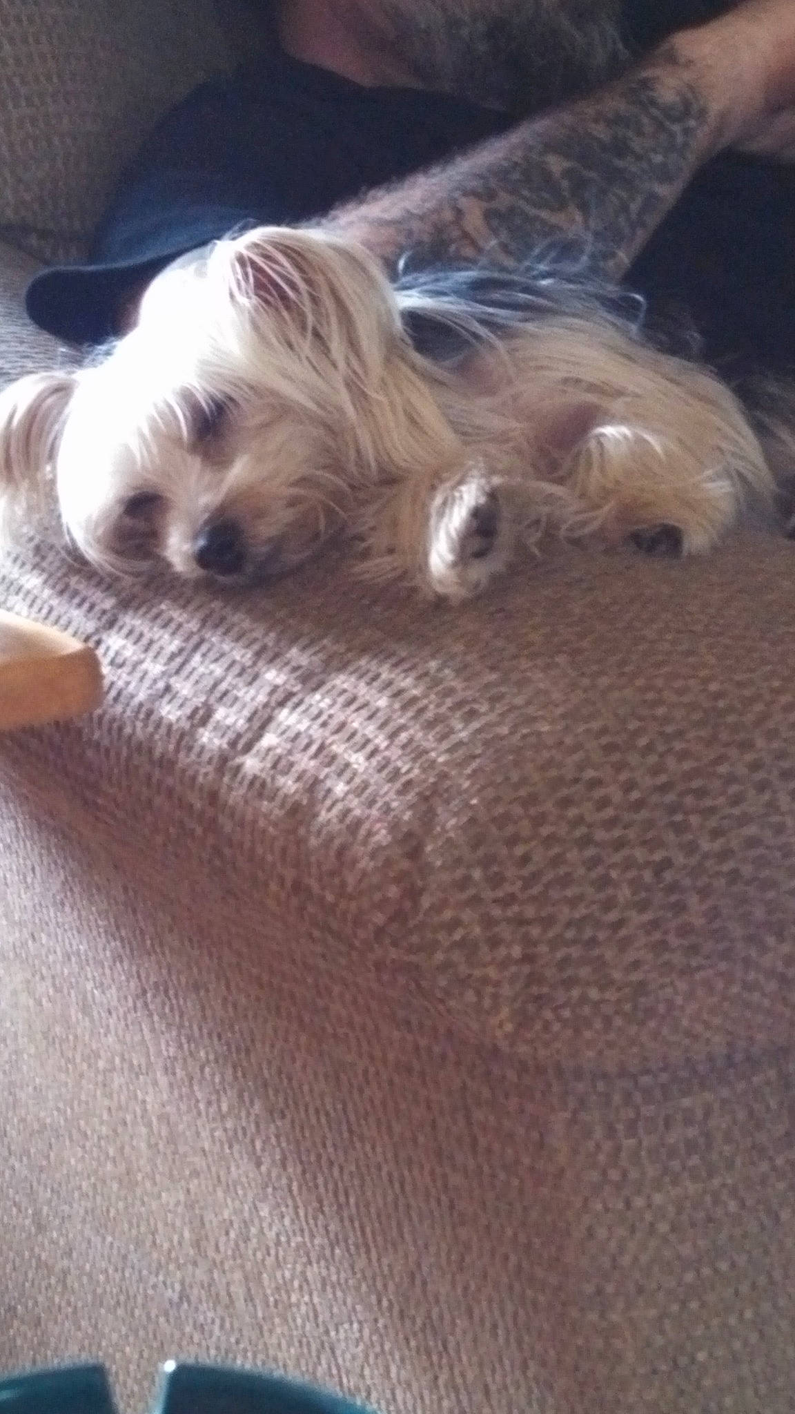 Carlie joined the competition — help win amazing prizes! canidae, carnivore, chinese_imperial_dog, companion_dog, dog, dog_breed, fawn, lhasa_apso, maltese, morkie, non_sporting_group, puppy, shih_tzu, terrier, toy_dog, yorkshire_terrier