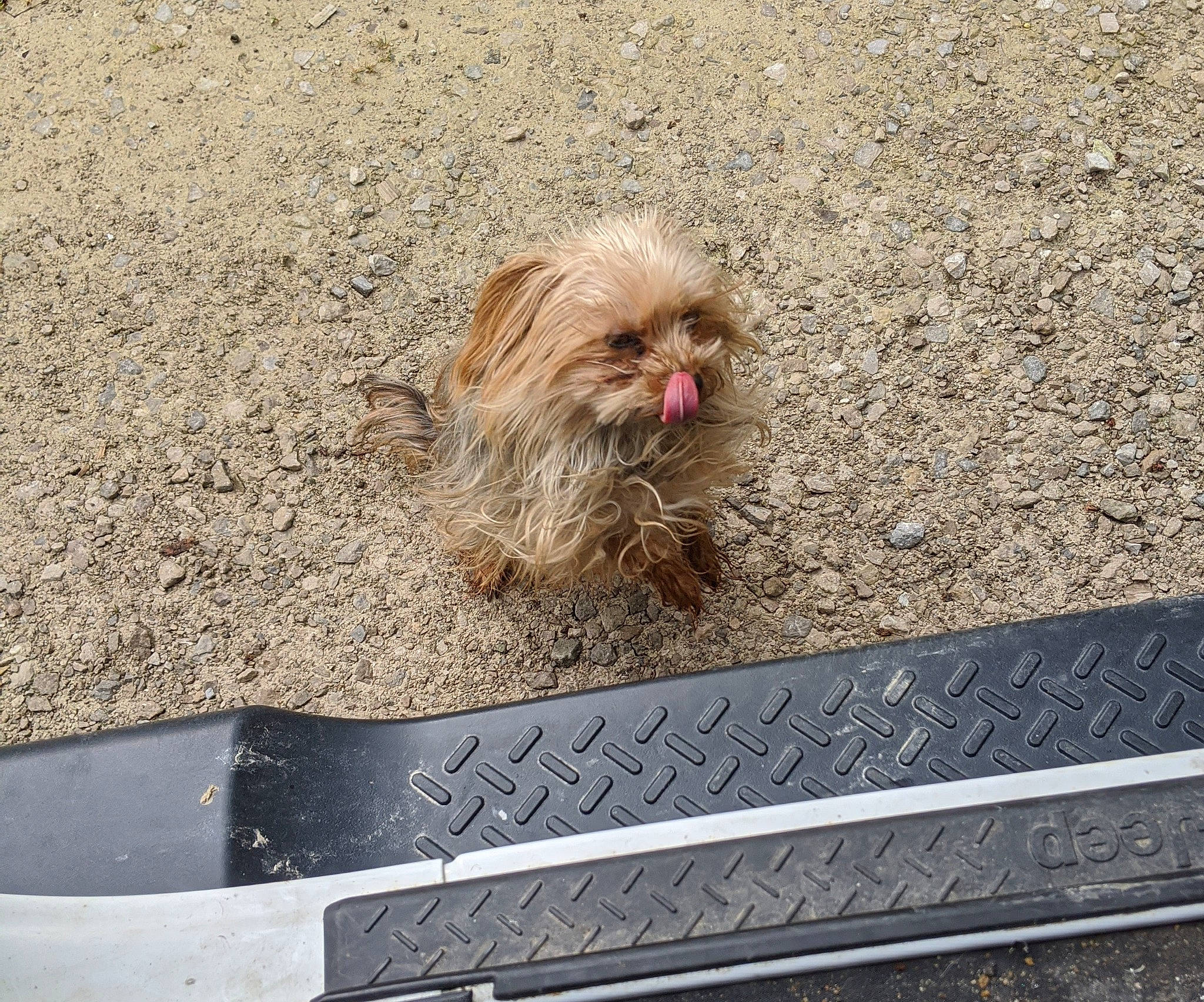 Lexi Sue is registered to the contest to win money with this photo: bolonka, canidae, carnivore, chinese_imperial_dog, companion_dog, dog, dog_breed, griffon_bruxellois, havanese, lhasa_apso, liver, mammal, morkie, poodle_crossbreed, puppy, rare_breed_dog, shih_tzu, sporting_group, sporting_lucas_terrier, toy_dog