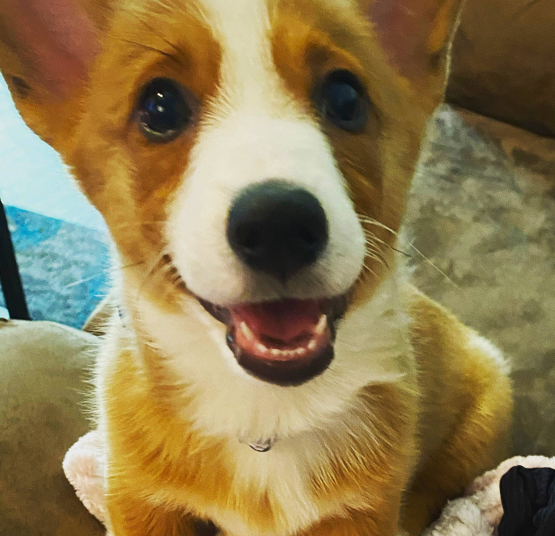 Luka is registered to the contest to win money with this photo: ancient_dog_breeds, canidae, carnivore, collar, companion_dog, dog, dog_breed, fawn, fur, happy, herding_dog, light, nose, paw, snout, sporting_group, terrestrial_animal, welsh_corgi, whiskers, working_animal
