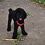 animal, black_dog, canine, curly_fur, dog, forest, happy, leaves, nature, outdoor, park, path, paw, pet, playful, red_harness, stick, summer, tongue_out, walking