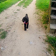 Koca participe au concours pour gagner de l'argent avec cette photo : animal, black_dog, canine, daytime, dirt_path, dog, grass, greenery, happy, harness, nature, outdoor, pathway, pet, river, steps, summer, sunlight, trees, walking