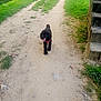 animal, black_dog, canine, daytime, dirt_path, dog, grass, greenery, happy, harness, nature, outdoor, pathway, pet, river, steps, summer, sunlight, trees, walking