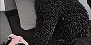 Koca a rejoint le concours — aidez-le/la à gagner de superbes lots ! animal, canine, chair, clothing, couch, cushion, dog, firearm, footwear, furniture, gun, handgun, highheel, homedecor, pet, poodle, puppy, shoe, terrier, weapon