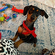 Lexie is registered to the contest to win money with this photo: animal, carpet, colorful, cozy, cute, dachshund, dog, dog_toys, floor, home, indoor, leopard_print, looking_up, paw, person, pet, playful, red_bandana, small_dog, toy