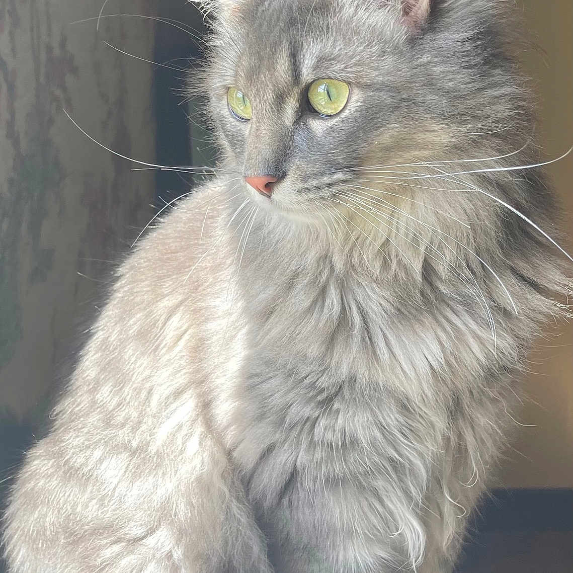 Shadow participe au concours pour gagner de l'argent avec cette photo : cat, fluffy, gray, green_eyes, sitting, indoor, sunlight, portrait, feline, pet, animal, whiskers, fur, looking_out, window_light, domestic_cat, cute, soft_light, alert, beautiful