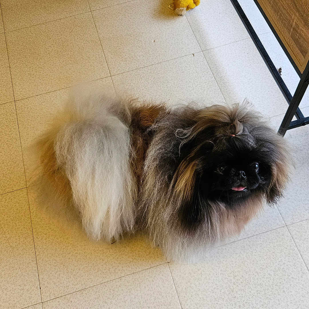 Andrew participe au concours pour gagner de l'argent avec cette photo : dog, fluffy, pet, indoor, floor, tile, toy, table, fur, small_dog, cute, animal, companion, domestic, looking_up, brown, black, white, adorable, household