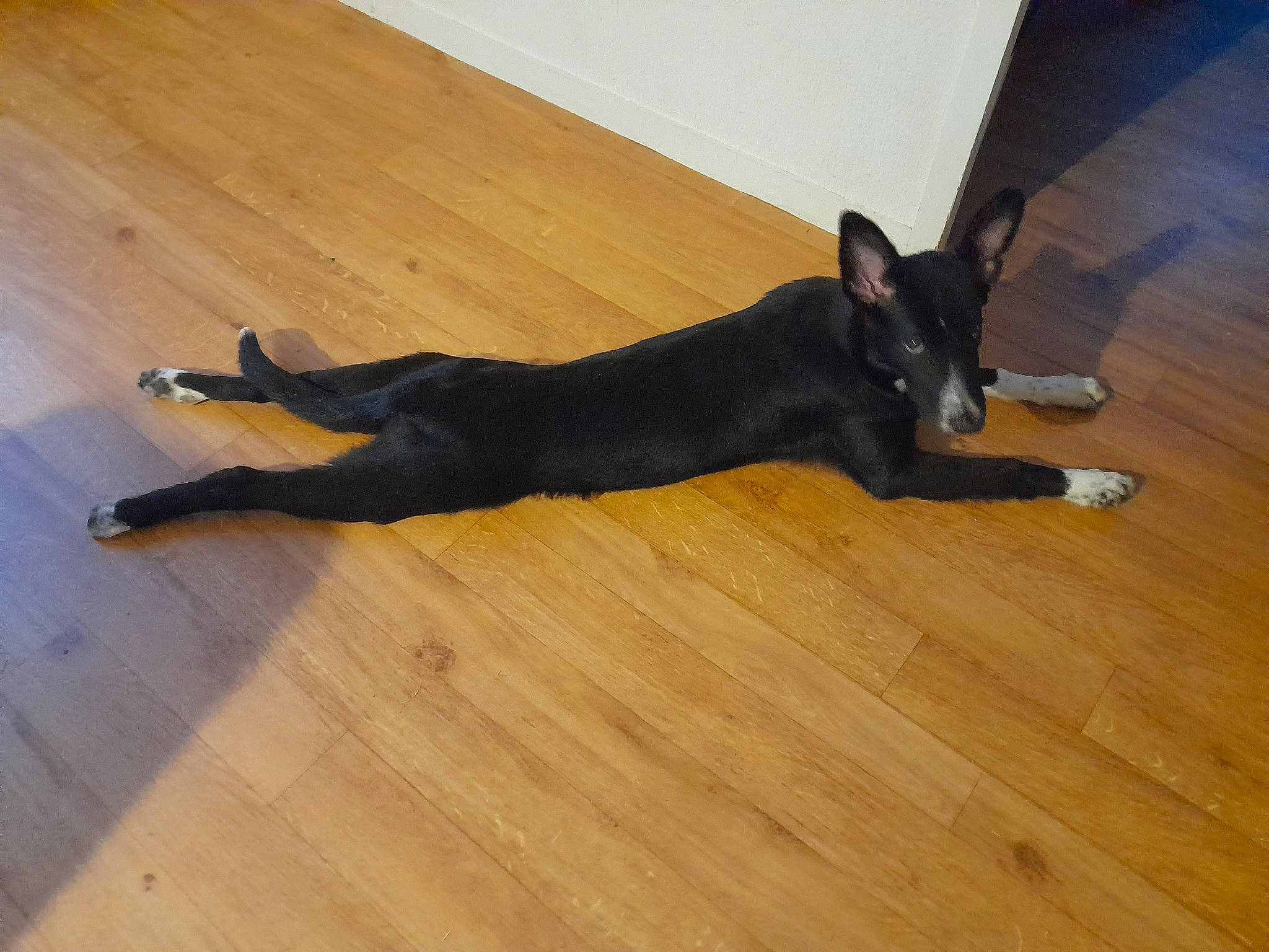 Penelope participe au concours pour gagner de l'argent avec cette photo : canidae, carnivore, companion_dog, dog, dog_breed, fawn, flooring, guard_dog, hardwood, laminate_flooring, rottweiler, snout, sporting_group, tail, terrestrial_animal, varnish, wood, wood_flooring, wood_stain, working_animal