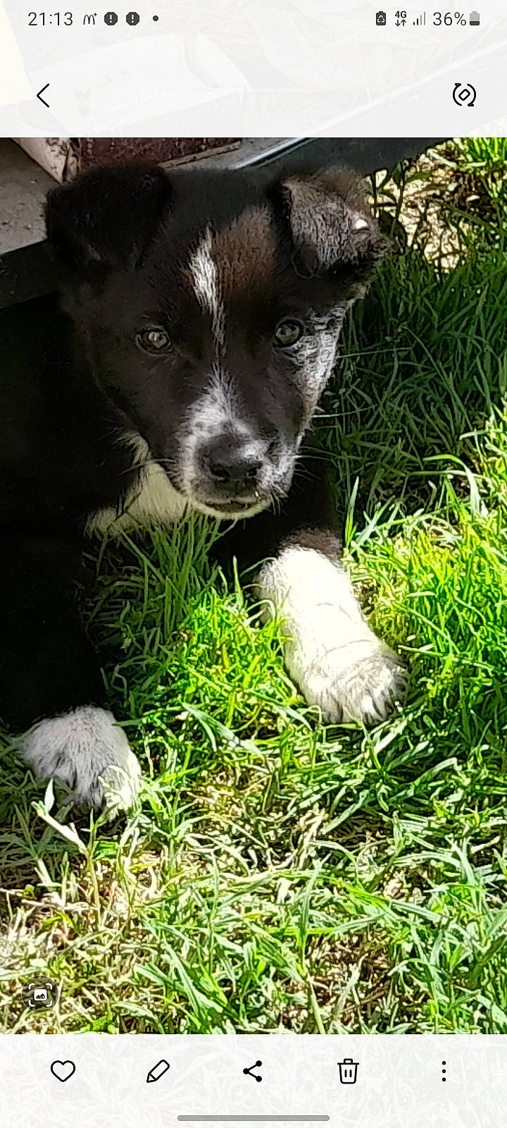 Penelope a rejoint le concours — aidez-le/la à gagner de superbes lots ! borador, carnivore, companion_dog, dog, dog_breed, fawn, foot, fur, grass, groundcover, human_leg, plant, snout, sporting_group, tail, terrestrial_animal, whiskers, working_animal