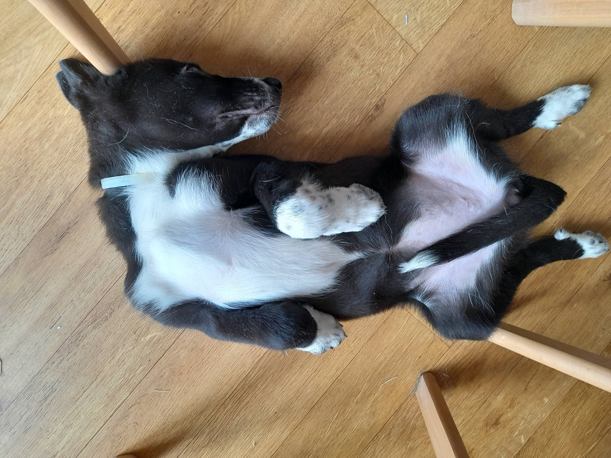 Penelope a rejoint le concours — aidez-le/la à gagner de superbes lots ! canidae, carnivore, comfort, companion_dog, dog, dog_breed, fawn, flooring, fur, hardwood, laminate_flooring, paw, plank, sporting_group, tail, varnish, wood, wood_flooring, wood_stain, working_animal