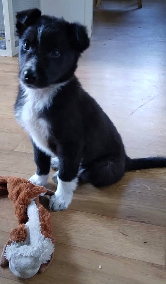 Penelope a rejoint le concours — aidez-le/la à gagner de superbes lots ! companion_dog, dog, dog_breed, flooring, fur, hardwood, herding_dog, laminate_flooring, mammal, paw, stuffed_toy, tail, terrestrial_animal, toy, varnish, whiskers, wood, wood_flooring, wood_stain, working_animal