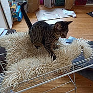 Pepita a rejoint le concours — aidez-le/la à gagner de superbes lots ! cat, tabby_cat, indoor, fluffy_rug, drying_rack, wooden_floor, household_items, paper_bags, cardboard_box, plant_pot, furniture, curious, pet, animal, brown, striped, flooring, cozy, domestic, living_space