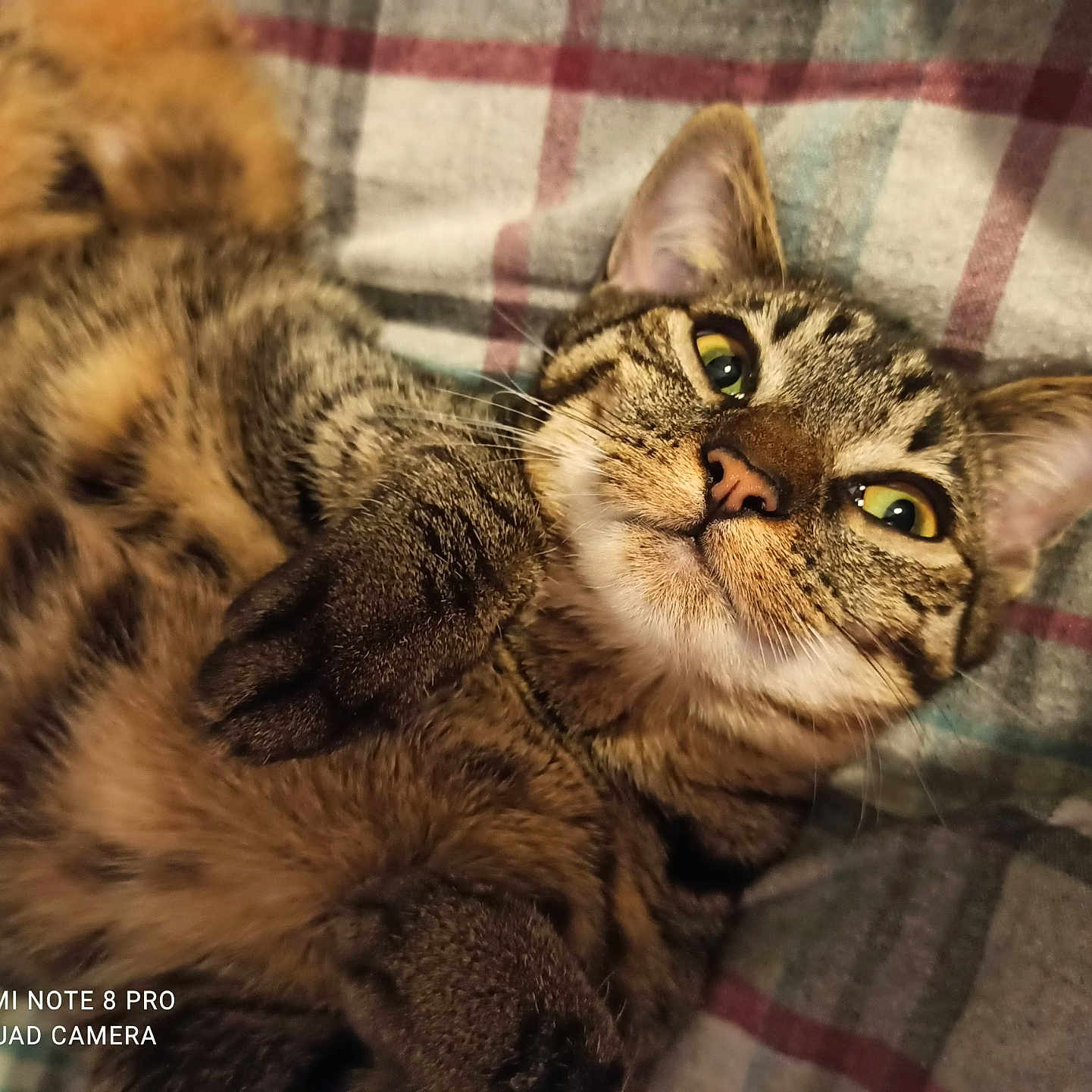 Pepita participe au concours pour gagner de l'argent avec cette photo : cat, tabby, pet, animal, feline, fur, whiskers, paw, bed, blanket, plaid, striped, cute, relaxed, indoor, mammal, closeup, portrait, sleepy, cozy