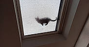 Pepita participe au concours pour gagner de l'argent avec cette photo : cat, silhouette, skylight, window, glass, shadow, indoor, ceiling, frosted_glass, animal, pet, walking, blurred, dark, light, roof_window, home, feline, shadow_play, upward_view