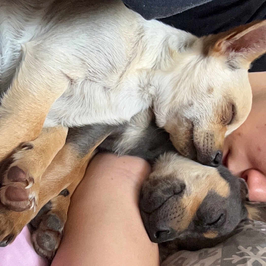 Pumba Et Simba participe au concours pour gagner de l'argent avec cette photo : animal, bed, bedroom, bulldog, canine, couch, cushion, dog, face, furniture, head, homedecor, hound, indoors, person, pet, photography, portrait, puppy, sleeping