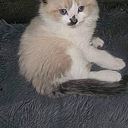 Wolverine joined the competition — help win amazing prizes! abyssinian, angora, animal, art, calendar, canine, cat, collage, dog, head, kitten, manx, number, painting, person, pet, siamese, symbol, text