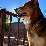 Bear is registered to the contest to win money with this photo: dog, outdoor, sunlight, blue_sky, wooden_deck, fence, collar, pet, animal, daylight, side_view, fluffy, nature, canine, ears, snout, fur, looking_away, shadow, backyard
