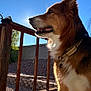 animal, backyard, blue_sky, canine, collar, daylight, dog, ears, fence, fluffy, fur, looking_away, nature, outdoor, pet, shadow, side_view, snout, sunlight, wooden_deck