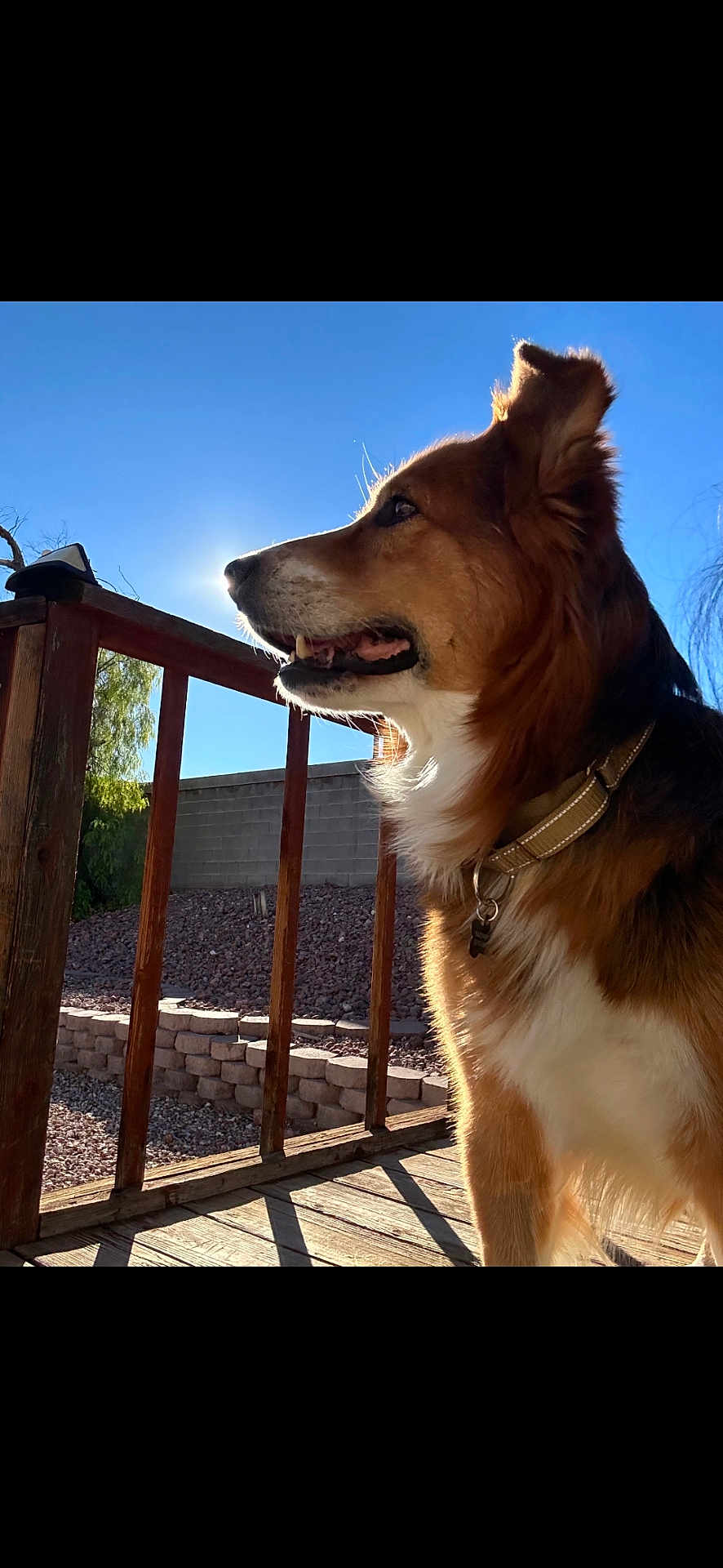 Bear is registered to the contest to win money with this photo: dog, outdoor, sunlight, blue_sky, wooden_deck, fence, collar, pet, animal, daylight, side_view, fluffy, nature, canine, ears, snout, fur, looking_away, shadow, backyard