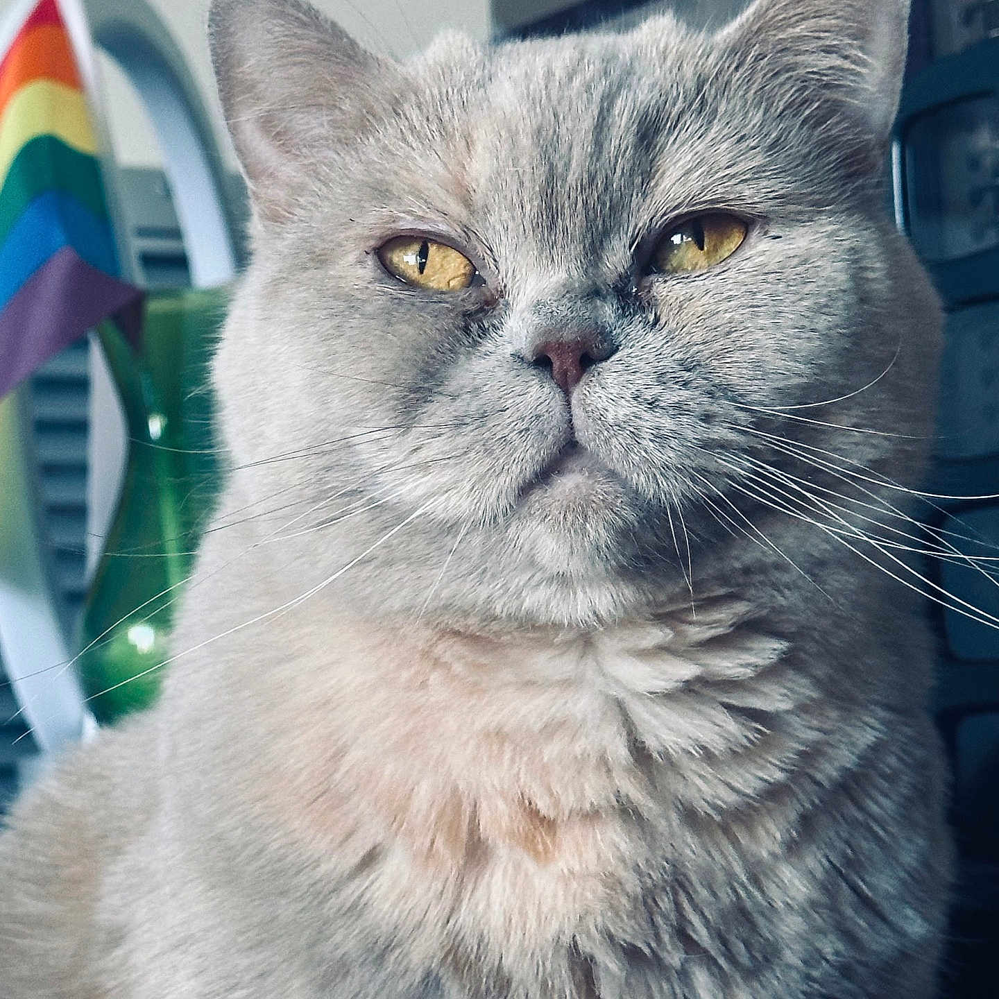 Chonk