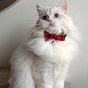 Blanchette a rejoint le concours — aidez-le/la à gagner de superbes lots ! cat, fluffy, white, blue_eyes, bow_tie, bell, sitting, indoor, mirror, feline, pet, portrait, cute, animal, domestic, soft_fur, table, looking_away, calm, whiskers