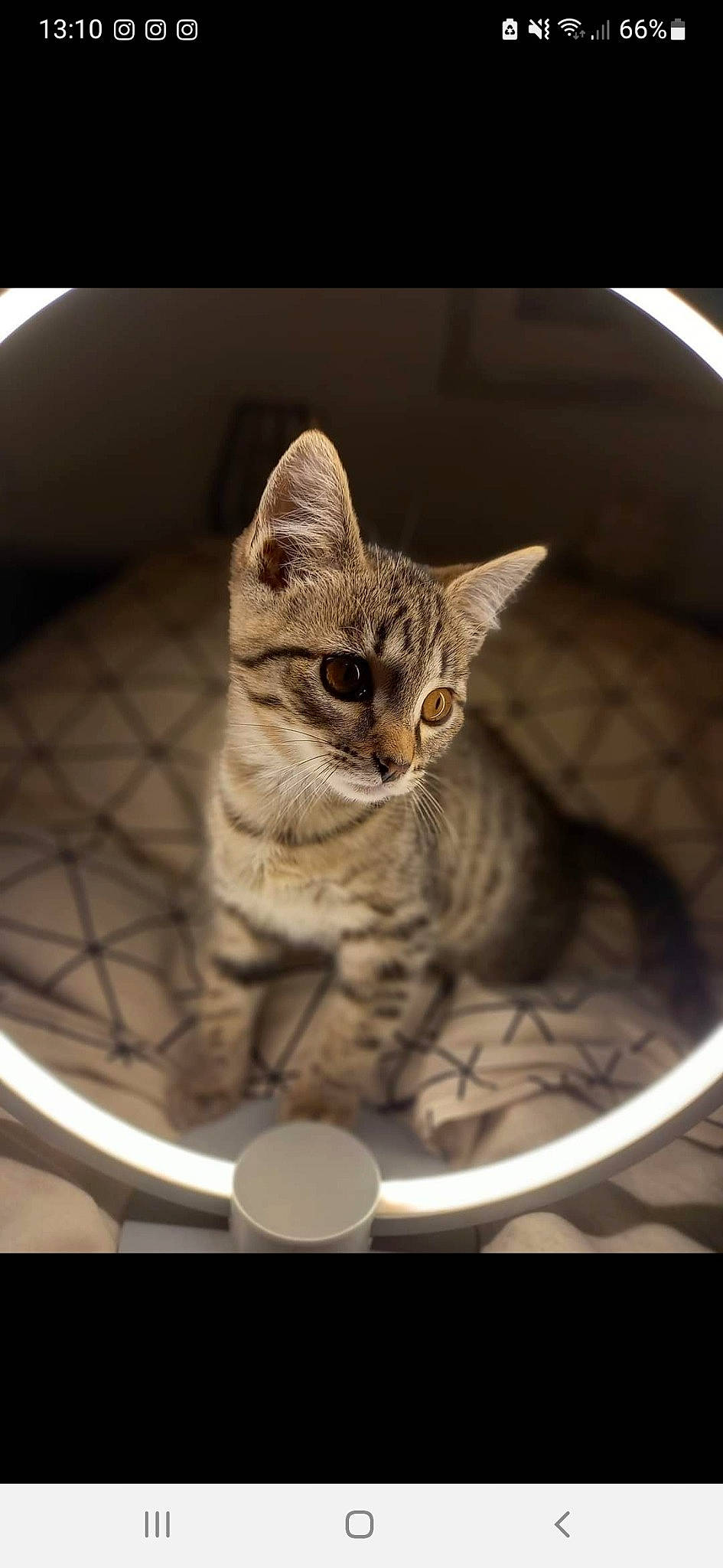 Shanel a rejoint le concours — aidez-le/la à gagner de superbes lots ! carnivore, cat, cat_supply, claw, domestic_short_haired_cat, felidae, fur, metal, paw, pet_supply, photo_caption, sitting, small_to_medium_sized_cats, snout, tail, terrestrial_animal, tree, whiskers, wildlife