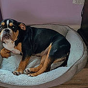 Coco is registered to the contest to win money with this photo: dog, bulldog, pet, animal, black_and_tan, short-haired, wrinkled_face, sitting, lying_down, dog_bed, plush_bed, indoors, bedroom, wood_floor, curtains, furniture, purple_wall, pet_bedding, front_view, relaxed