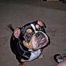 Coco joined the competition — help win amazing prizes! dog, bulldog, pet, animal, sitting, carpet, indoor, portrait, black_and_white, brown_markings, white_chest, floppy_ears, short_snout, wrinkled_face, looking_up, flash_photography, toy_bus, sandal, home, floor