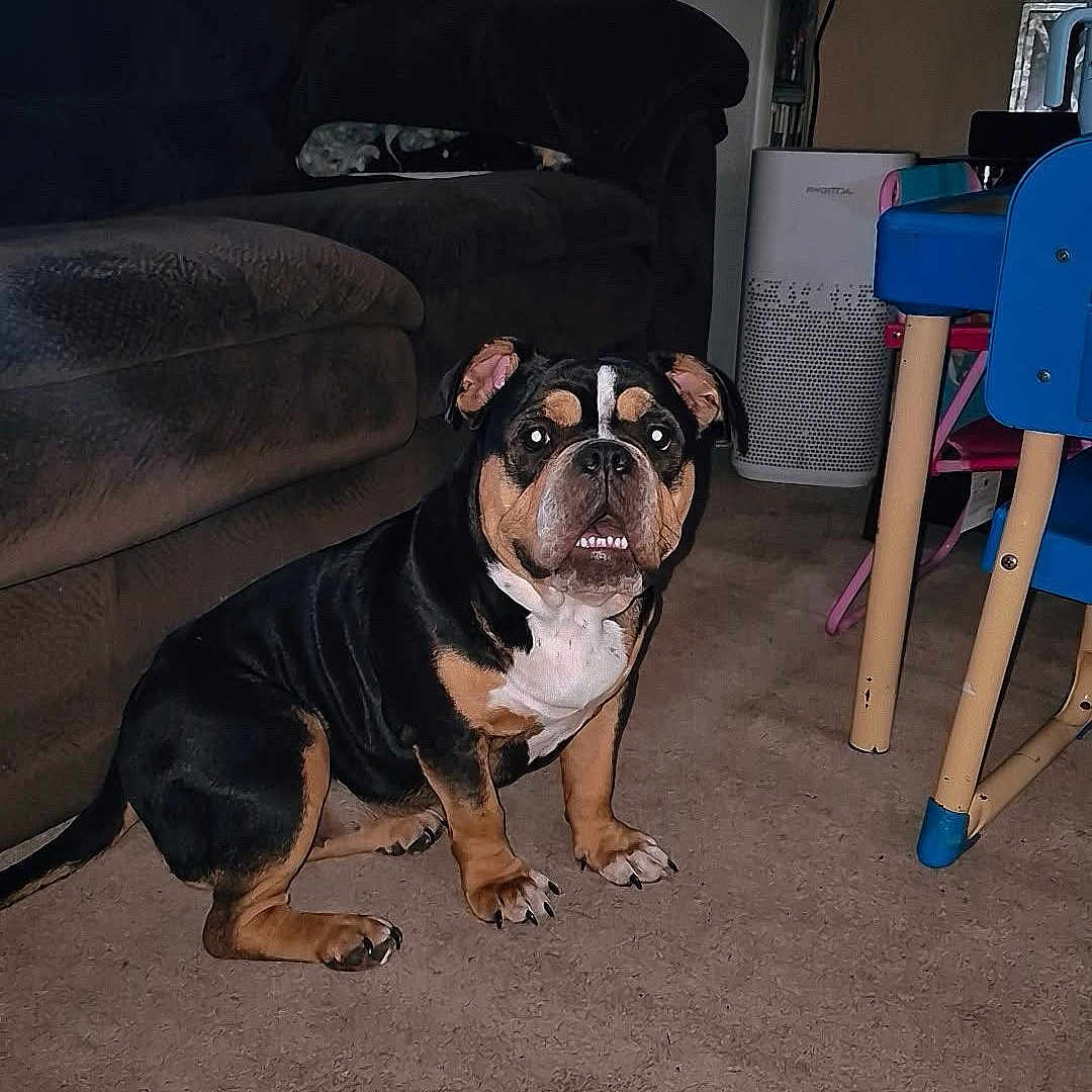Coco is registered to the contest to win money with this photo: dog, bulldog, pet, animal, sitting, indoors, living_room, carpet, couch, television, furniture, home, black_and_tan, white_chest, wrinkled_face, short_snout, floppy_ears, portrait, flash_photography, domestic_scene