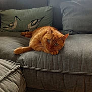 Simba participe au concours pour gagner de l'argent avec cette photo : cat, orange_cat, tabby, sofa, couch, cushion, bird_illustration, indoor, relaxing, pet, feline, green_eyes, fur, domestic_animal, home, cozy, resting, comfortable, living_room, natural_light