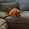 cat, orange_cat, tabby, sofa, couch, cushion, bird_illustration, indoor, relaxing, pet, feline, green_eyes, fur, domestic_animal, home, cozy, resting, comfortable, living_room, natural_light