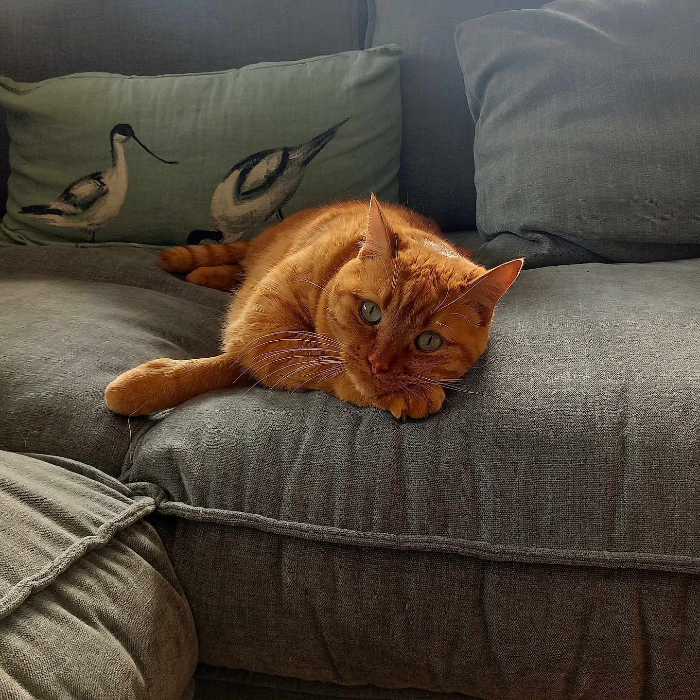 Simba participe au concours pour gagner de l'argent avec cette photo : cat, orange_cat, tabby, sofa, couch, cushion, bird_illustration, indoor, relaxing, pet, feline, green_eyes, fur, domestic_animal, home, cozy, resting, comfortable, living_room, natural_light