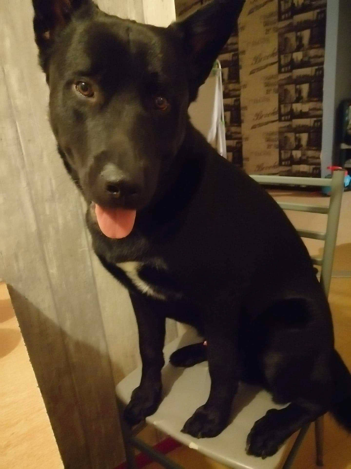 Maximus participe au concours pour gagner de l'argent avec cette photo : australian_kelpie, canidae, carnivore, dog, dog_breed, formosan_mountain_dog, mammal, rare_breed_dog, snout, sporting_group, tail, thai_ridgeback, vertebrate