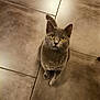 cat, gray_cat, pet, animal, yellow_eyes, curious, looking_up, floor, tile_floor, indoor, feline, cute, whiskers, ears, tail, domestic_animal, fur, sitting, animal_portrait, close_up