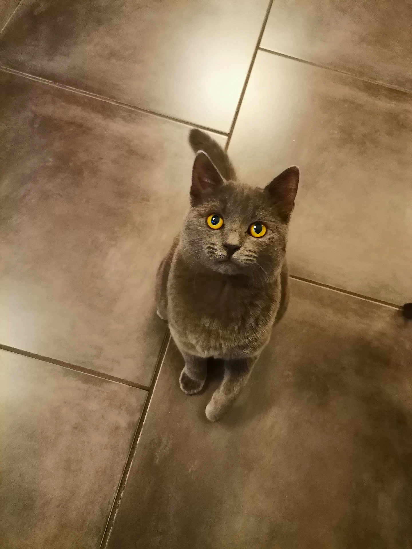 Misty participe au concours pour gagner de l'argent avec cette photo : cat, gray_cat, pet, animal, yellow_eyes, curious, looking_up, floor, tile_floor, indoor, feline, cute, whiskers, ears, tail, domestic_animal, fur, sitting, animal_portrait, close_up