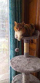 Oasis a rejoint le concours — aidez-le/la à gagner de superbes lots ! carnivore, cat, cat_furniture, cat_supply, domestic_short_haired_cat, fawn, felidae, fur, hardwood, natural_material, pedestal, pet_supply, room, small_to_medium_sized_cats, tail, whiskers, wood