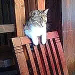 Oasis a rejoint le concours — aidez-le/la à gagner de superbes lots ! carnivore, cat, domestic_short_haired_cat, door, event, felidae, floor, flooring, fur, hardwood, house, room, small_to_medium_sized_cats, snout, tail, terrestrial_animal, whiskers, window, wood, wood_stain