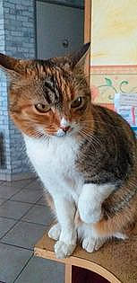 Oasis a rejoint le concours — aidez-le/la à gagner de superbes lots ! carnivore, cat, domestic_short_haired_cat, felidae, fur, small_to_medium_sized_cats, snout, tail, terrestrial_animal, whiskers