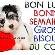 Rosalia a rejoint le concours — aidez-le/la à gagner de superbes lots ! carnivore, companion_dog, dog, dog_breed, dog_supply, font, fur, happy, liver, mal_shi, pet_supply, photo_caption, rectangle, sharing, shih_tzu, snout, sporting_group, terrier, toy_dog, working_animal