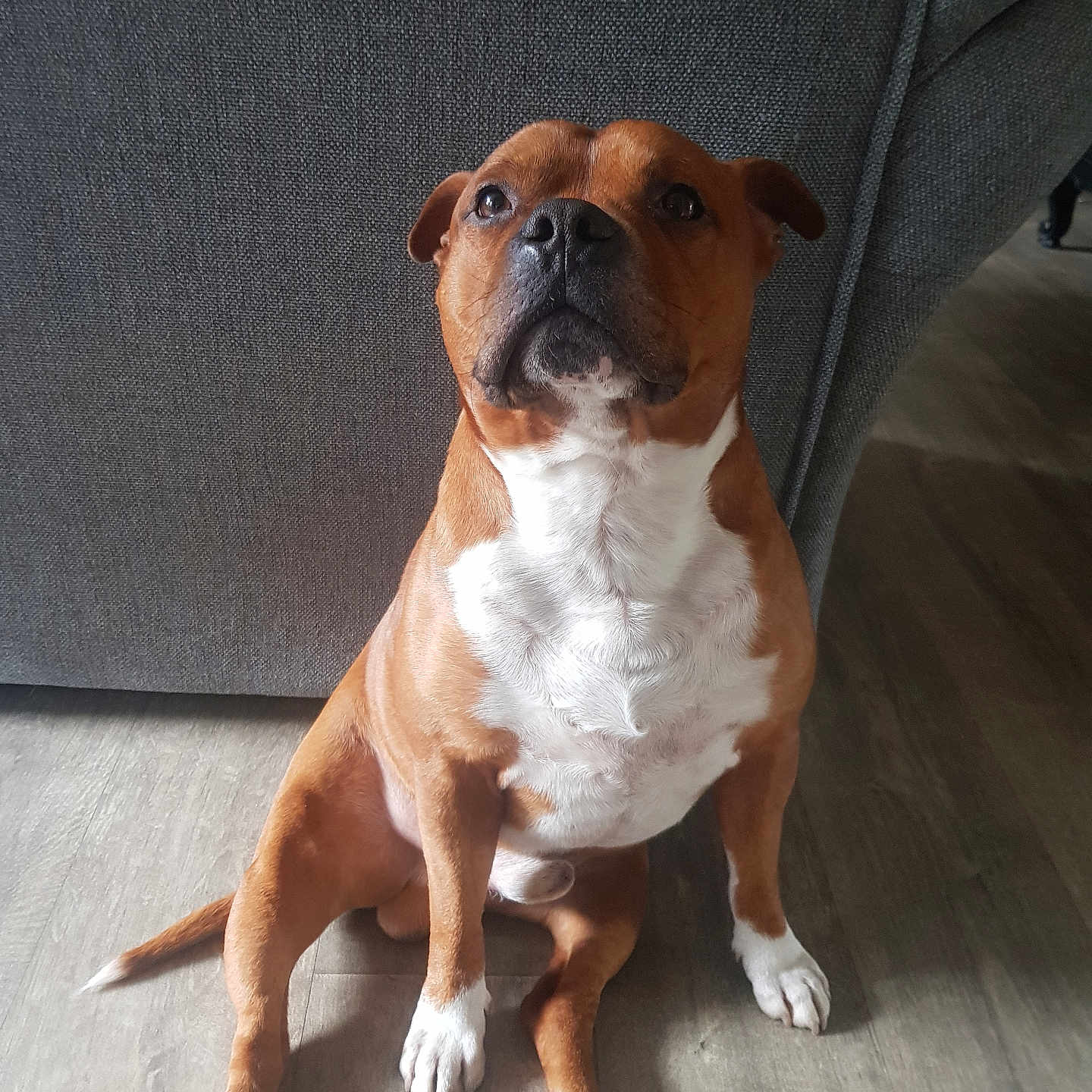Roy participe au concours pour gagner de l'argent avec cette photo : animal, boxer, bulldog, canine, chair, couch, dog, frenchbulldog, furniture, hardwood, hound, indoors, interiordesign, person, pet, pitbull, plywood, puppy, snout, wood