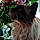 Chat -Chat