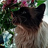 animal, black_and_white, bouquet, brown_fur, cat, close_up, ears, flowers, fluffy_cat, fur, gallery_interface, greenery, indoor, leaves, long_hair, pet, phone_screen, photography, portrait, whiskers