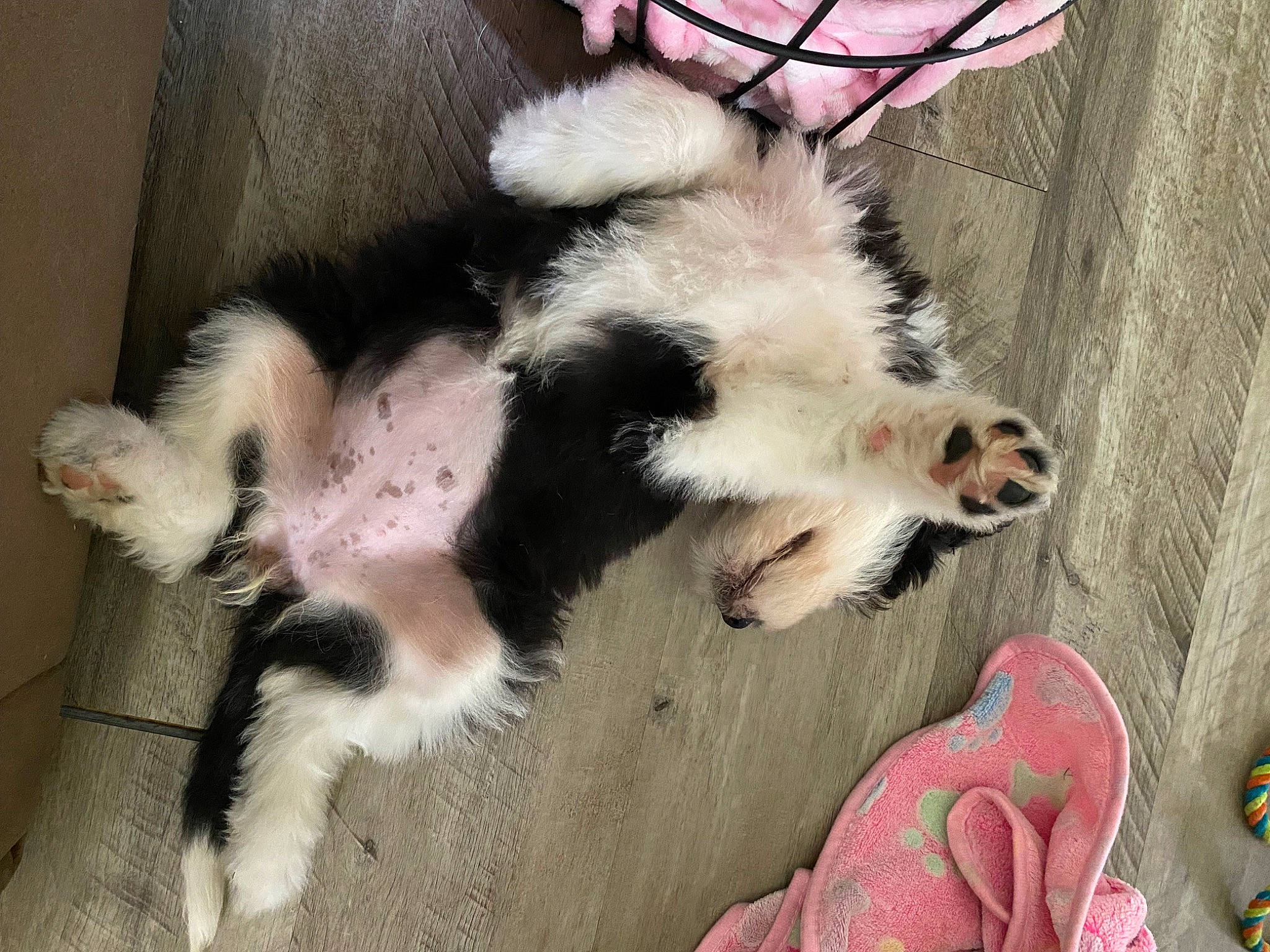 Peanut joined the competition — help win amazing prizes! canidae, carnivore, claw, companion_dog, dog_breed, fashion_accessory, fawn, felidae, foot, fur, human_leg, nap, paw, plant, small_to_medium_sized_cats, sporting_group, tail, terrestrial_animal, whiskers