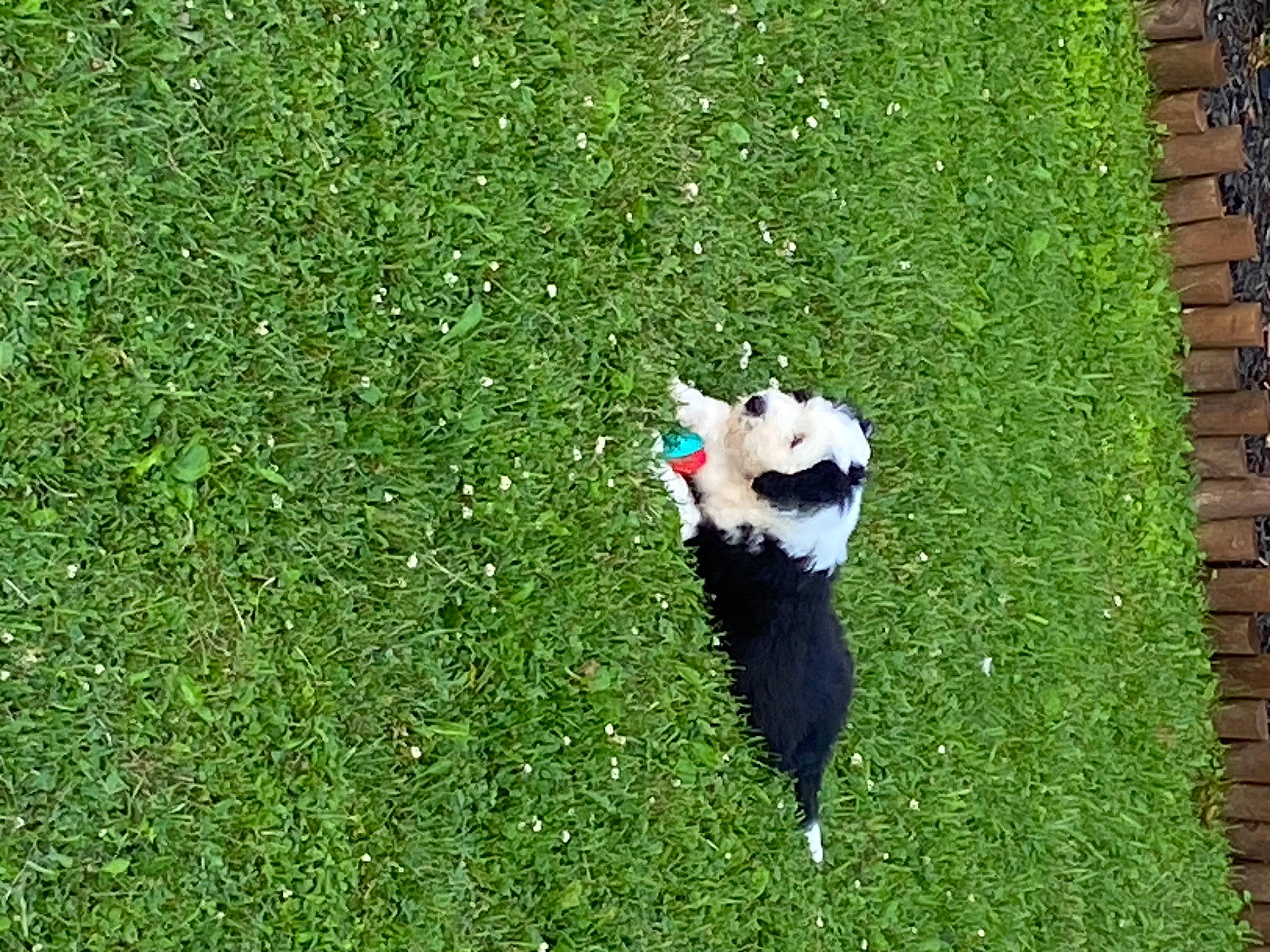 Peanut is registered to the contest to win money with this photo: carnivore, companion_dog, dog_breed, flooring, garden, grass, grass_family, grassland, green, groundcover, hedge, lawn, meadow, pasture, people_in_nature, plant, shrub, tail, toy, tree